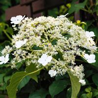 Hydrangea anomala petiolaris Flying Saucer