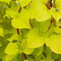 Hydrangea anomala petiolaris Bright Side