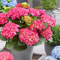 Hydrangea macrophylla Little XS Pink - Compact Mophead Hydrangea