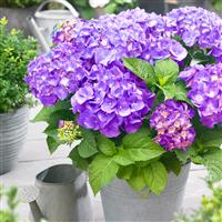 Hydrangea macrophylla Little XS Purple - Compact Mophead Hydrangea