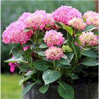 Hydrangea macrophylla Bouquet Rose
