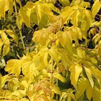 Acer negundo 'Kelly's gold'