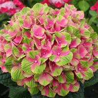 Hydrangea macrophylla Amethyst - Large Flowered XL Hydrangea Plants