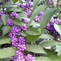 Callicarpa kwangtungensis - Beautyberry Bush