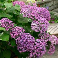 Hydrangea Ayesha