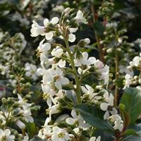 Escallonia Iveyi - Hardy Evergreen Shrub