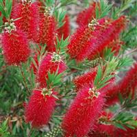 Callistemon rigidus