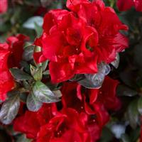 Azalea Rhododendron Encore 'Autumn Fire'