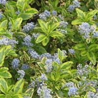 Ceanothus Eldorado - Golden Variegated Californian Lilac