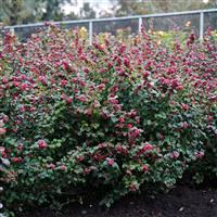 Symphoricarpos dorenborsii Magical Candy - Snowberry