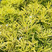 Choisya 'Aztec Gold' - Mexican Orange Blossom