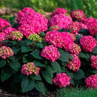 Hydrangea macrophylla Little Pink - Compact Mophead Hydrangea