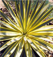 Yucca gloriosa Citrus Twist - Variegated