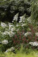 Hydrangea paniculata Floribunda