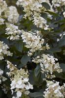Hydrangea paniculata Tardiva