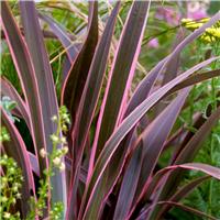 Phormium Tenax Tricolour
