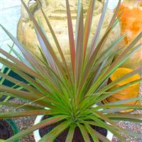 Cordyline australis 'Chocolate Mint'