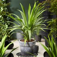 Cordyline australis 'Emerald Star'