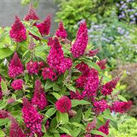 Buddleja Butterfly Candy Little Ruby - Dwarf Buddleia Butterfly Bush