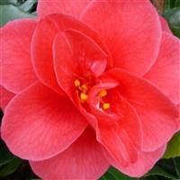 Camellia Mary Williams
