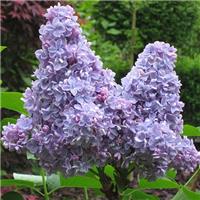 Syringa vulgaris Carpe Diem - Lilac