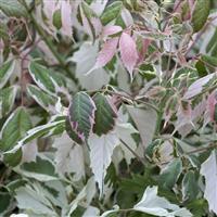 Acer negundo Flamingo