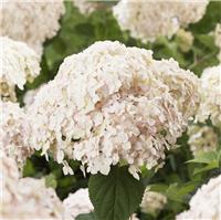 Hydrangea arborescens Candybelle Marshmallow