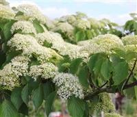 Cornus controversa - Wedding Cake Pagoda Tree - Circa 80-100cm