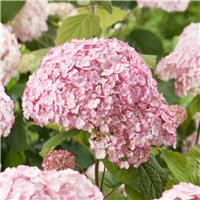 Hydrangea arborescens 'Candybelle Bubblegum'