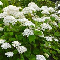 Hydrangea arborescens 'Hill of Snow'