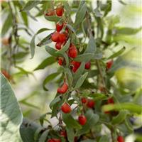 Lycium barbarum - Goji Berry Shrub