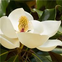Magnolia grandiflora 'Ferruginea' - Large circa 150-170cm