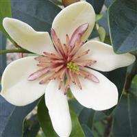 Magnolia laevifolia x figo 'White Caviar'