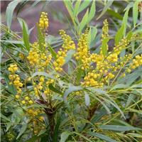 Mahonia eurybracteata 'Sweet Winter'