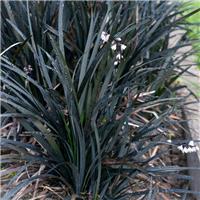 Ophiopogon Black Dragon