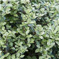 Pittosporum tenuifolium