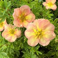 Potentilla fruticosa 'Bella Apple' - Shrubby Cinquefoil
