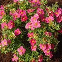 Potentilla fruticosa 'Bellissima'