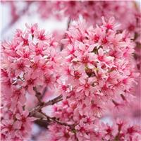 Prunus incisa 'Paean' - Fuji Cherry - Flowering Cherry Blossom - In Bud & Bloom