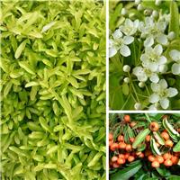 Pyracantha 'Golden Paradise' - Yellow Firethorn