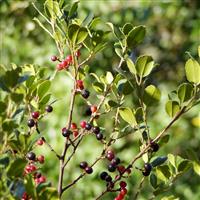 Rhamnus alaternus - Italian Buckhorn