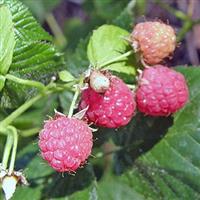 Rubus 'Betty Ashburner' - Ornamental Bramble