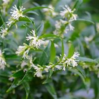 Sarcococca ruscifolia 'Dragon Gate' - Fragrant Sweet Box
