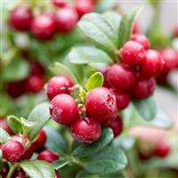 Vaccinium vitis-idaea 'Miss Cherry' - Lingonberry