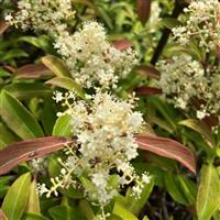 Viburnum henryi