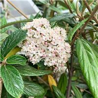 Viburnum 'Pragense'