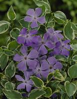 Vinca major 'Variegata' - Greater Periwinkle