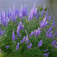 Vitex 'Chicagoland Blues' - Summertime Blues Chaste Berry Tree