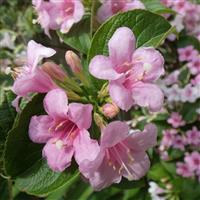 Weigela 'Kostoriana Variagata'