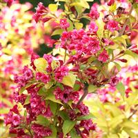 Weigela 'Looymans Aurea'